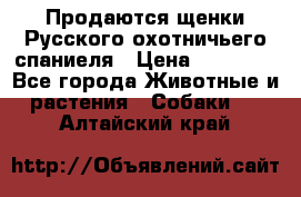 Продаются щенки Русского охотничьего спаниеля › Цена ­ 25 000 - Все города Животные и растения » Собаки   . Алтайский край